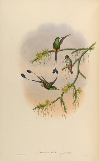 Spathura solstitialis = Ocreatus underwoodii by John Gould
